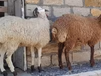 Qoyunlar (partiya, cinsi göstərilməyib), Qoyunlar — foto 2
