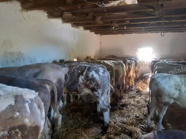 Skot (série, pohlaví neuvedeno), Holštýnské plemeno