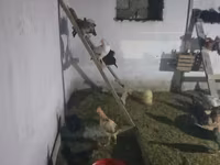 Chickens — photo 1