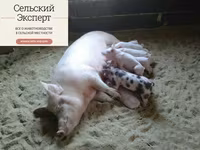 Подстилка несменяемая ферментационная для животных — photo 5