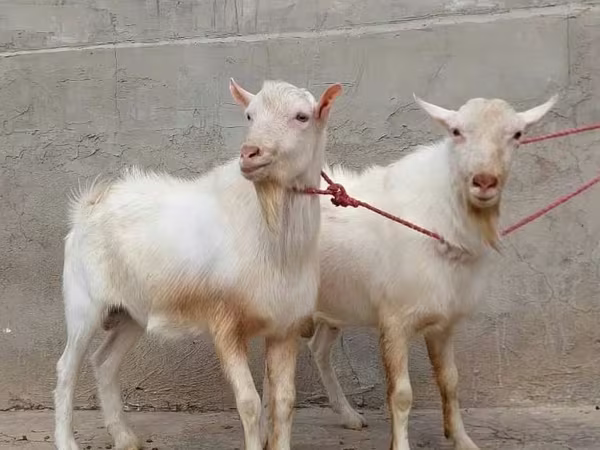 Goat, Saanen goat