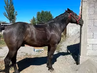 At, Karabair horse — foto 2