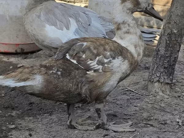 مسكوفي منزلي