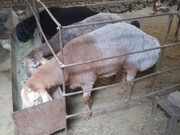 Carnero, Ovejas