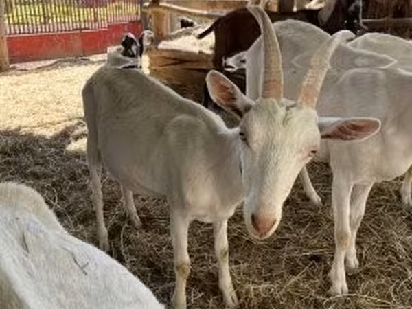Billy Goat, Saanen goat