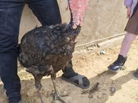 Turkeys — photo 1