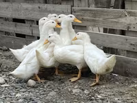 Ducks — photo 5