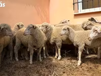 Баран, Ile-de-France sheep — фото 1