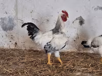 Chickens — Foto 1