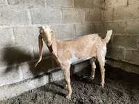 Echki, Nubian Goat — 2-rasm