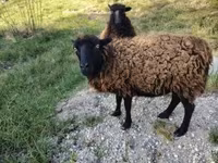 Owca, Ouessant sheep — zdjęcie 1