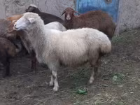 نعجة, Merino sheep — الصورة 3