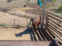 Billy Goat, Goats — photo 2