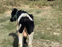 İribuynuzlu mal-qara (partiya, cinsi göstərilməyib), Russian Black pied cattle — foto 4