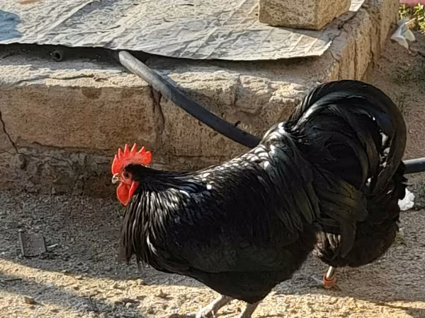 Australorp — Azərbaycan