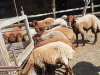 Sheep, Sheep — photo 3