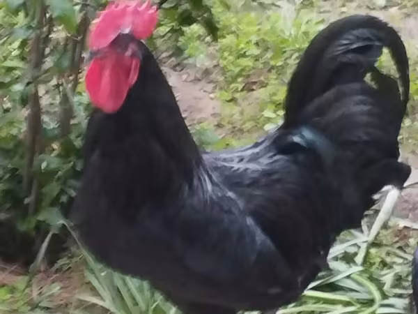 Chickens — Azerbaijan