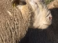 Qoç, Ile-de-France sheep — foto 2