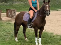 Stute, Quarter Horse — Foto 4