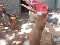 Ducks — photo 7