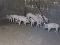 Eber, Schweine — Foto 3