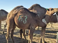 Dəvə, Arvana camel — foto 2