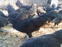 Ayam Cemani — foto 7