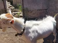 Ziegenbock, Saanen goat — Foto 5