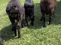 Sheep (batch, sex not specified), Sheep — photo 4