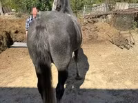 Кобила, Lipizzaner — фото 3