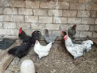 Australorp — foto 2