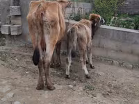 İnək, Mal-qara — foto 3