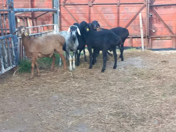 मेढ़ा, Hissar sheep