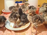 Turkeys — photo 8