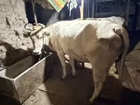 İnək, Ukrainian Brown Dairy Cattle — foto 3