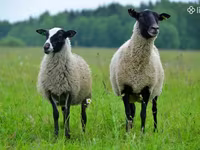 Schaf, Romanov sheep — Foto 2