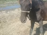 Madyan, Azerbaijan horse — foto 5
