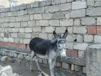 Horses (batch, sex not specified), Horses — photo 2
