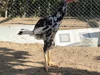 Australorp — Foto 1