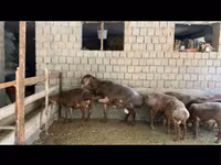 Widder, Hissar sheep — Foto 2