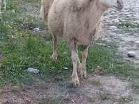 Qoç, Qoyunlar — foto 4