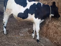 Buğa, Russian Black pied cattle — foto 5