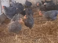 Chickens — photo 3