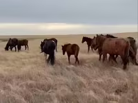 Кобила, Horse breed — фото 4