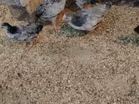 Chickens — photo 2