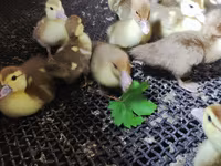 Ducks — foto 6