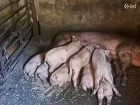 Säue, Schweine — Foto 1