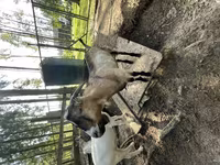 Keçi, LaMancha goats — foto 1
