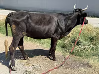 Vaca, Ganado vacuno — foto 1