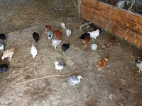 Pekin Bantam — photo 3